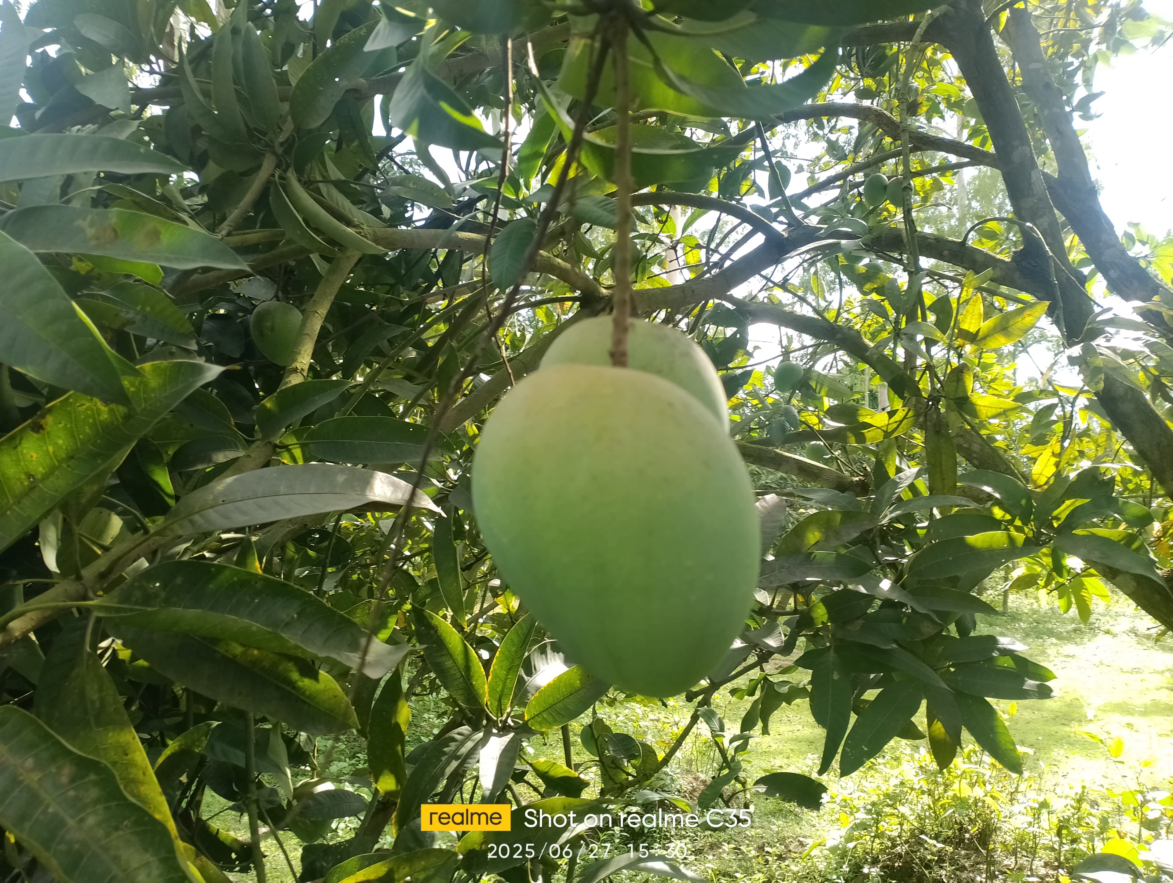 হাঁড়িভাঙা আম ( Harivanga Mango)